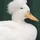 lauropedrosa_1225879