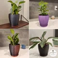 Chậu cây hình học với các vòng xoắn tinh tế - Thumbnail 2