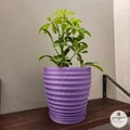 Chậu cây hình học với các vòng xoắn tinh tế - Thumbnail 4
