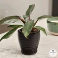 Chậu cây hình học với các vòng xoắn tinh tế - Thumbnail 5