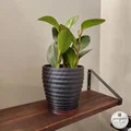 Chậu cây hình học với các vòng xoắn tinh tế - Thumbnail 6