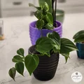 Chậu cây hình học với các vòng xoắn tinh tế - Thumbnail 7