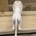 Mô hình trang trí Polygonal Lion King (Vua Sư Tử Đa Giác) - Thumbnail 5