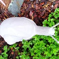 Mô hình ốc sên Explorer Snail - Thumbnail 3