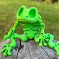 Mô hình ếch xương linh hoạt Articulated Skeleton Frog (in 3D) - Thumbnail 3