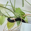 Phụ kiện đỡ cây Monstera hình chú sâu (Plant Support Worm) in 3D - Thumbnail 1