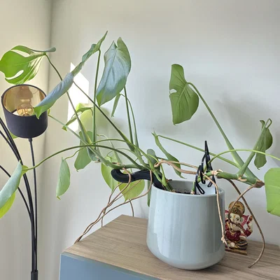 Phụ kiện đỡ cây Monstera hình chú sâu (Plant Support Worm) in 3D