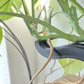 Phụ kiện đỡ cây Monstera hình chú sâu (Plant Support Worm) in 3D - Thumbnail 3