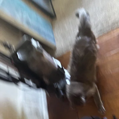 Đồ chơi mèo dạng xích (Chain Cat Toy)