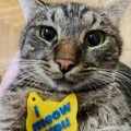 Móc khóa hình mặt mèo "I meow you" dễ thương cho người yêu thú cưng - Thumbnail 1