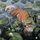 AedenKjaesga_2556474