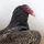 CassieP_3003381