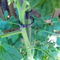 Kẹp cố định cây trồng (Plant clip) - Phụ kiện in 3D cho vườn cà chua - Thumbnail 1