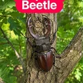 Mô hình bọ cánh cứng Stag Beetle cực kỳ chân thực - Thumbnail 1