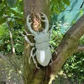 Mô hình bọ cánh cứng Stag Beetle cực kỳ chân thực - Thumbnail 2