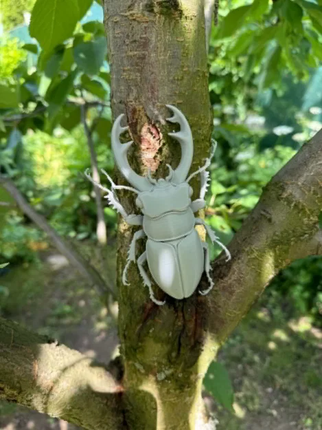 Mô hình bọ cánh cứng Stag Beetle cực kỳ chân thực - Image 4
