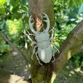 Mô hình bọ cánh cứng Stag Beetle cực kỳ chân thực - Thumbnail 4