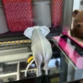 Mô hình 3D Voi Châu Phi - Tượng động vật in 3D sắc nét - Thumbnail 4