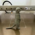 Tượng chồn Meerkat - Người bảo vệ tò mò của sa mạc - Thumbnail 5