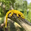 Mô hình thằn lằn sa mạc Articulated linh hoạt - Thumbnail 1