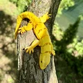 Mô hình thằn lằn sa mạc Articulated linh hoạt - Thumbnail 2