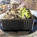 Chậu trồng xà lách dáng phẳng một nửa (Lettuce Half Flat Planter) - Thumbnail 1