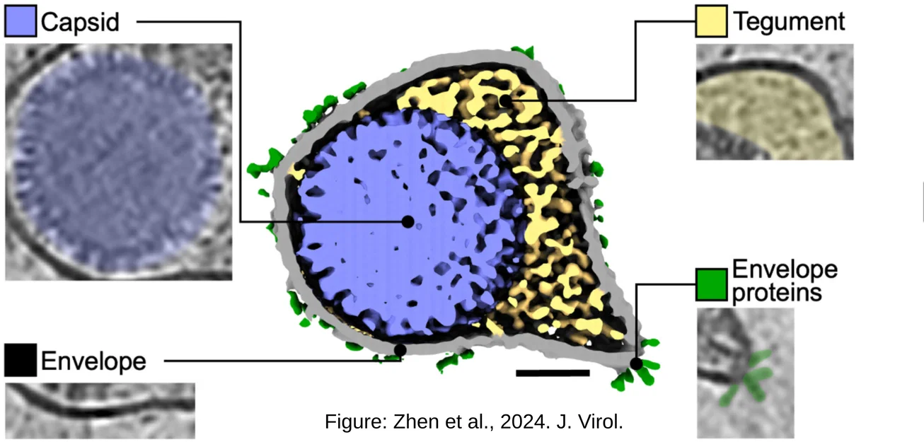 Mô hình 3D Virus Epstein-Barr từ ảnh Cryo-Electron - Image 2