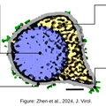 Mô hình 3D Virus Epstein-Barr từ ảnh Cryo-Electron - Thumbnail 2
