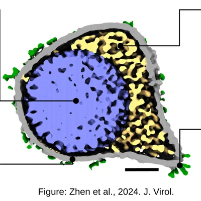 Mô hình 3D Virus Epstein-Barr từ ảnh Cryo-Electron