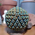 Mô hình 3D Virus Epstein-Barr từ ảnh Cryo-Electron - Thumbnail 4