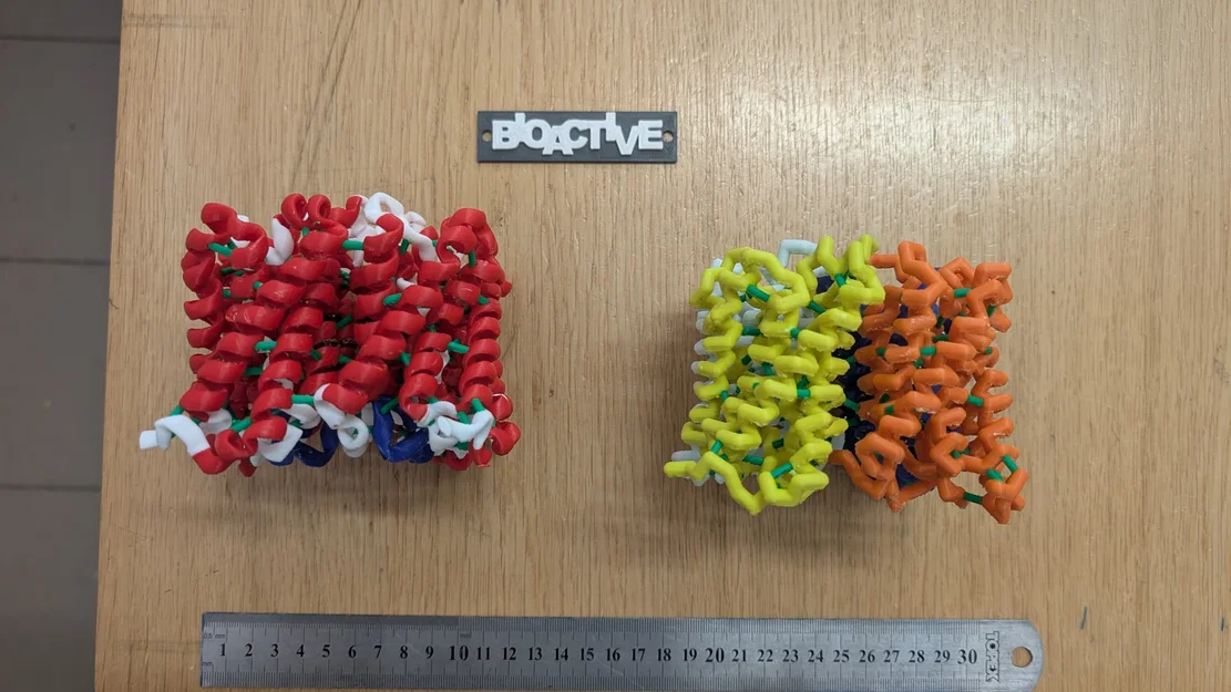 Mô hình 3D đa sắc của kênh dẫn nước Aquaporin ở thực vật - Image 2