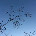 Con dấu đóng xà phòng từ hình ảnh - Thumbnail 2
