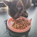 Bát đựng thức ăn cho mèo (Cat plate) - Thumbnail 2