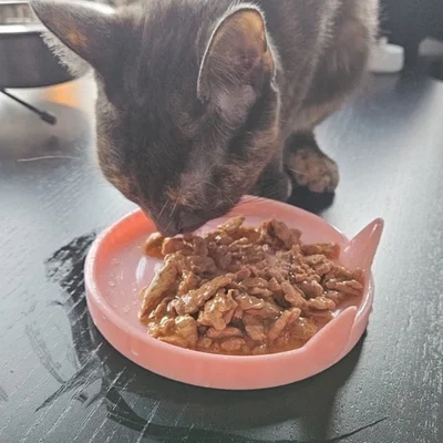 Bát đựng thức ăn cho mèo (Cat plate)