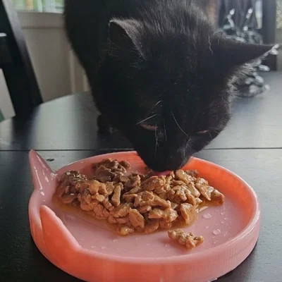 Bát đựng thức ăn cho mèo (Cat plate)