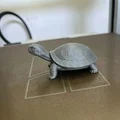 Mô hình rùa chân thực với độ chi tiết cao - Thumbnail 5