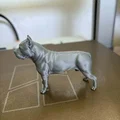 Mô hình Pit Bull sống động với chi tiết giải phẫu sắc nét - Thumbnail 5