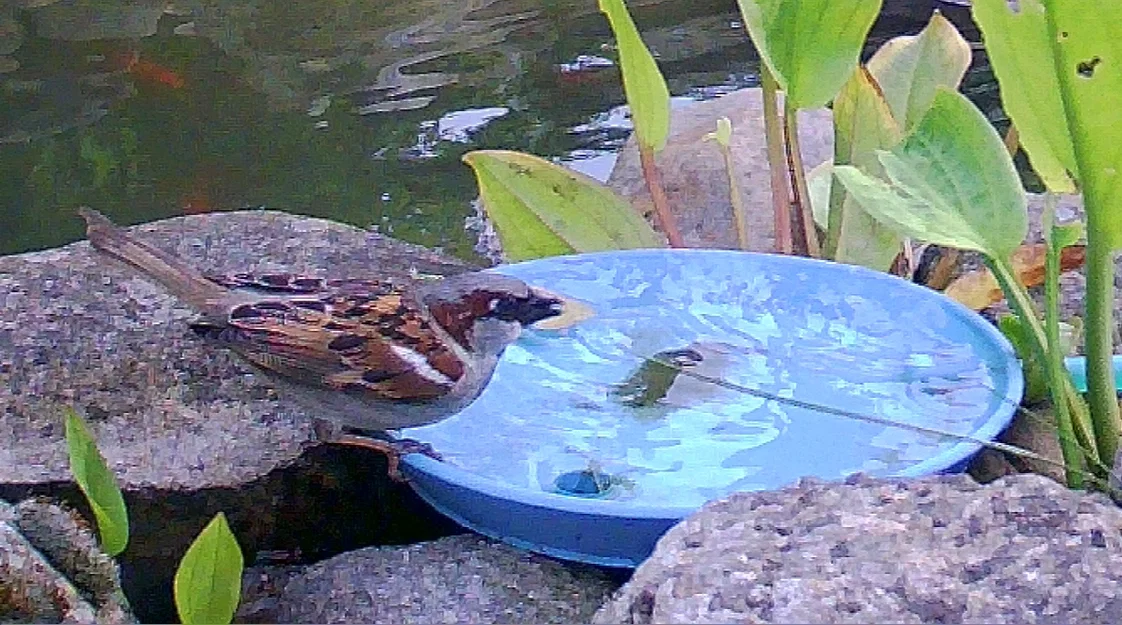 Bể tắm cho chim Birdbath - Image 1