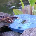 Bể tắm cho chim Birdbath - Thumbnail 1