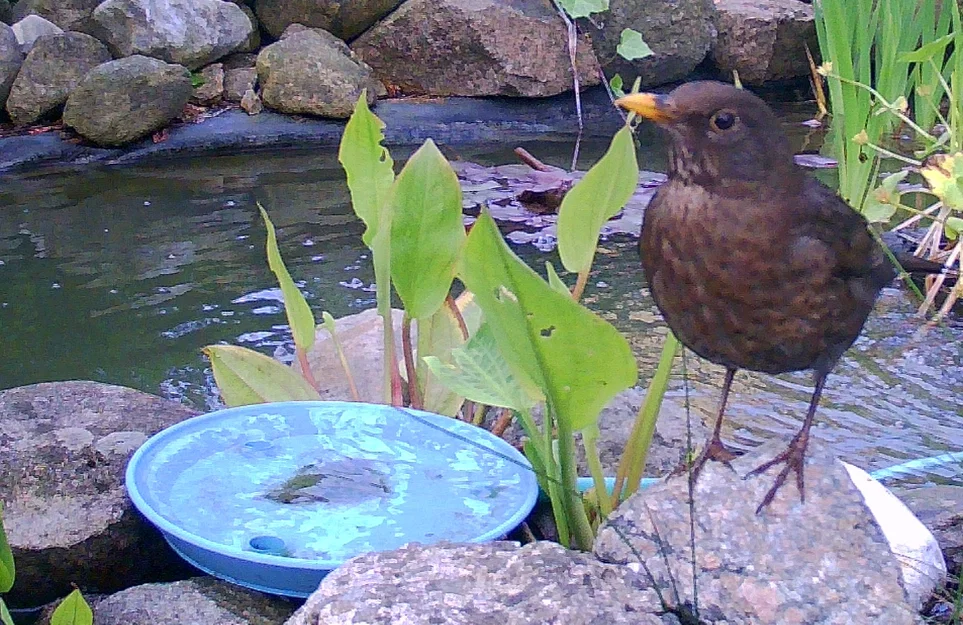 Bể tắm cho chim Birdbath - Image 2