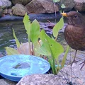 Bể tắm cho chim Birdbath - Thumbnail 2