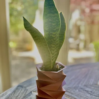 Mẫu in 3D chậu cây Hex Spiral Vase trang trí không gian hiện đại