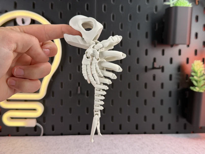 Mô hình bộ xương cá voi khớp nối (Articulated Skeleton Whale) - Image 3