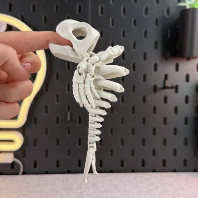 Mô hình bộ xương cá voi khớp nối (Articulated Skeleton Whale)