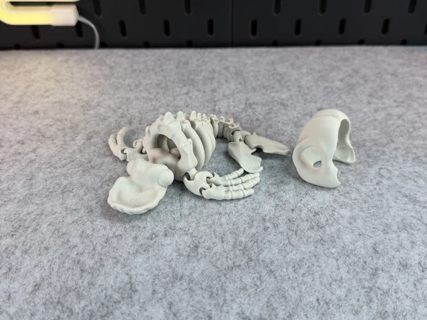 Mô hình bộ xương cá voi khớp nối (Articulated Skeleton Whale) - Image 7