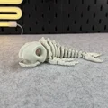 Mô hình bộ xương cá voi khớp nối (Articulated Skeleton Whale) - Thumbnail 8