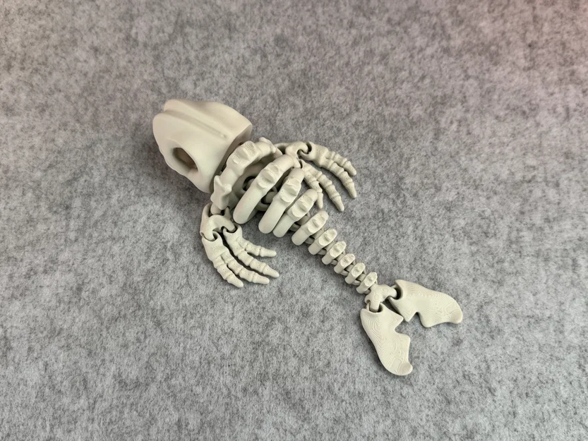Mô hình bộ xương cá voi khớp nối (Articulated Skeleton Whale) - Image 9