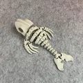 Mô hình bộ xương cá voi khớp nối (Articulated Skeleton Whale) - Thumbnail 9