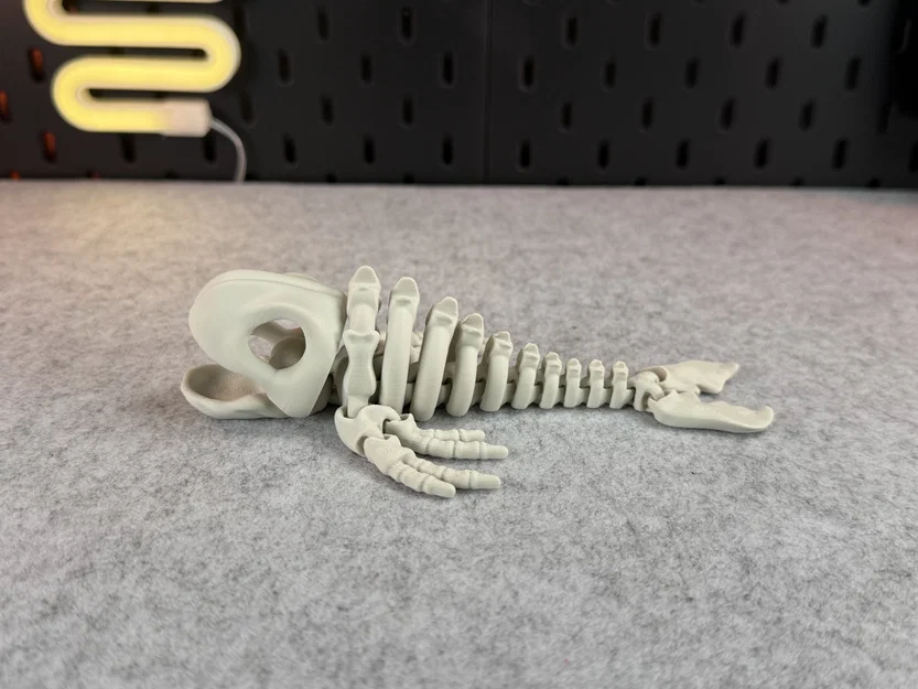 Mô hình bộ xương cá voi khớp nối (Articulated Skeleton Whale) - Image 10