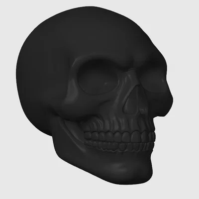 Mô hình đầu lâu (Skull) trang trí